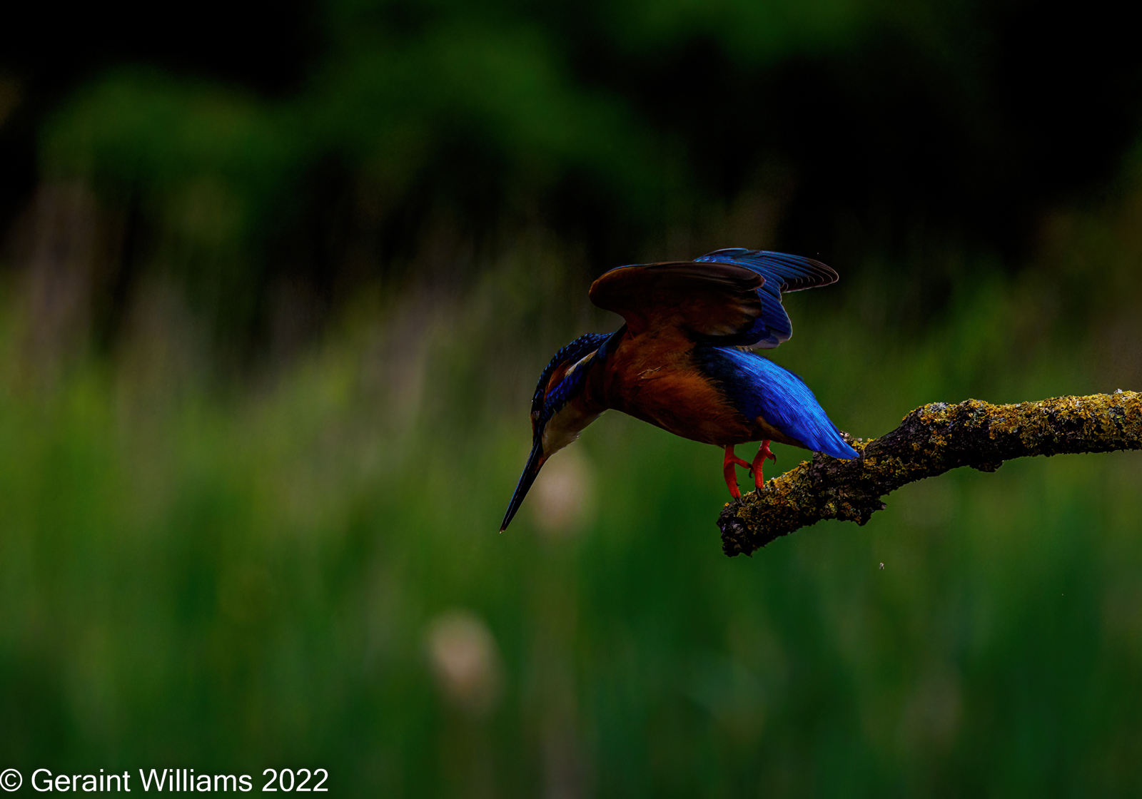 Kingfisher diving